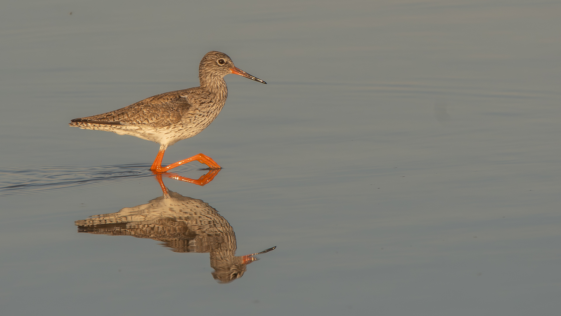 Common Redshank